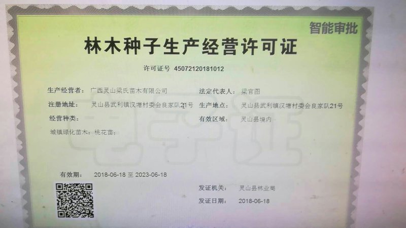 菠萝蜜苗泰国红肉菠萝蜜苗