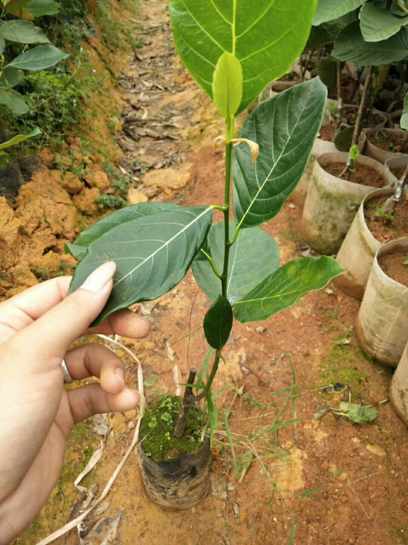 菠萝蜜苗泰国红肉菠萝蜜苗