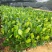 菠萝蜜苗泰国红肉菠萝蜜苗