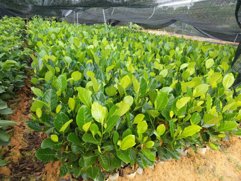 菠萝蜜苗泰国红肉菠萝蜜苗