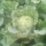 大白菜