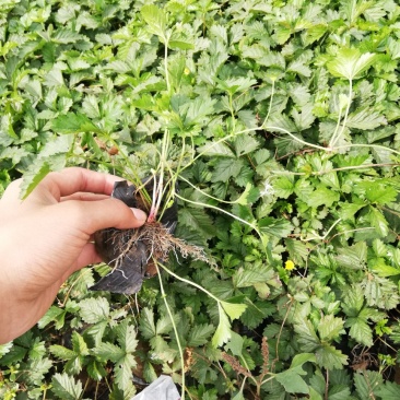 绿化三叶委陵菜
