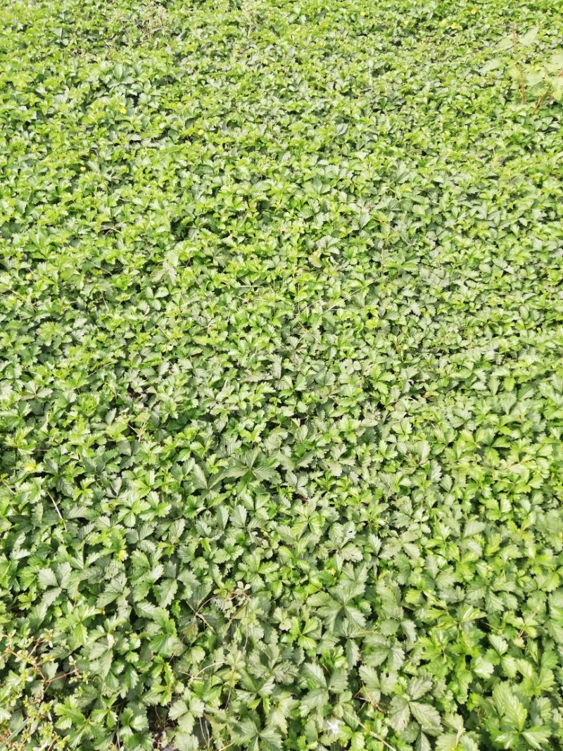 绿化三叶委陵菜