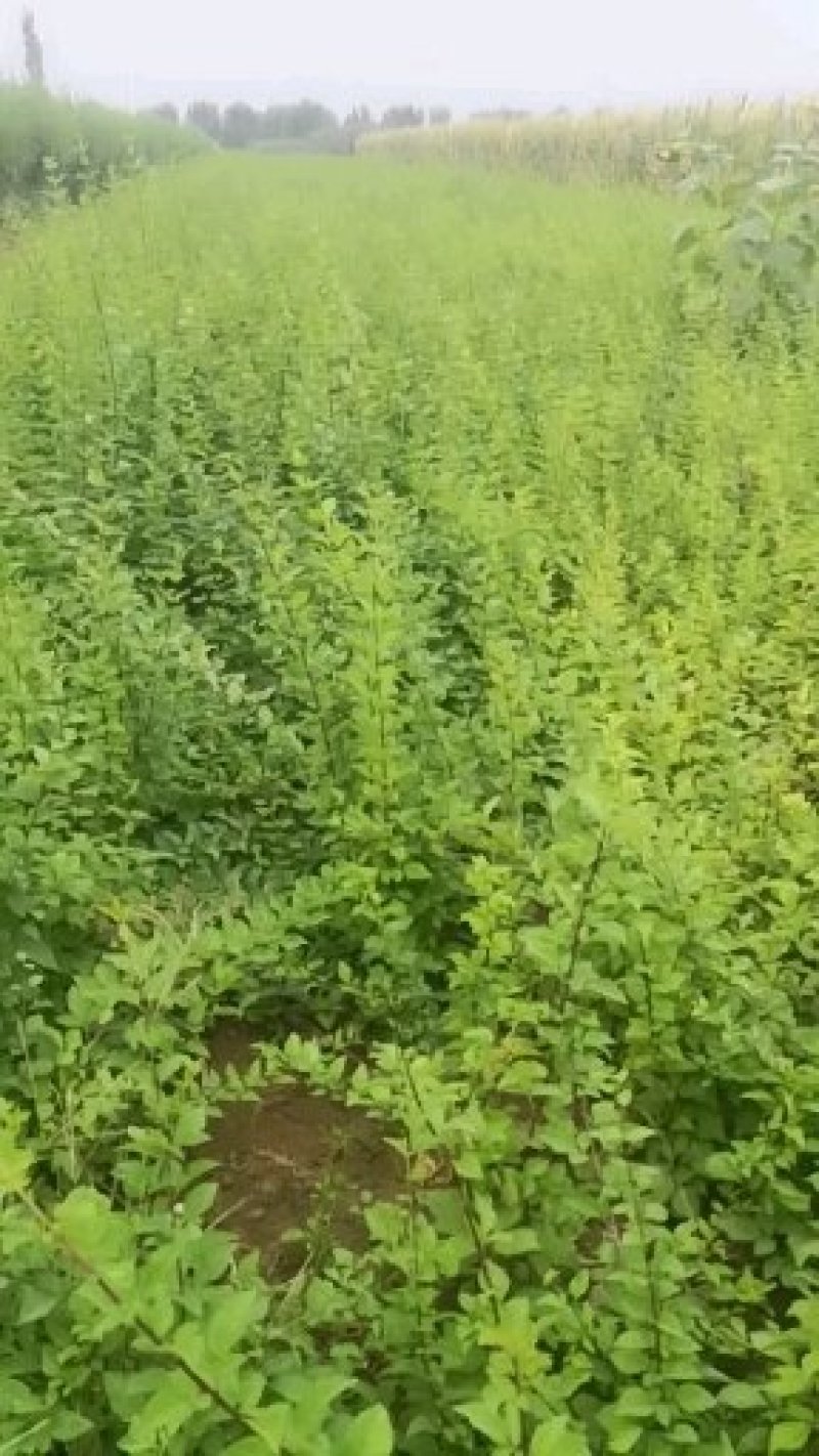 【推荐】连翘苗药用连翘苗耐寒性强1-5年苗裸根土球