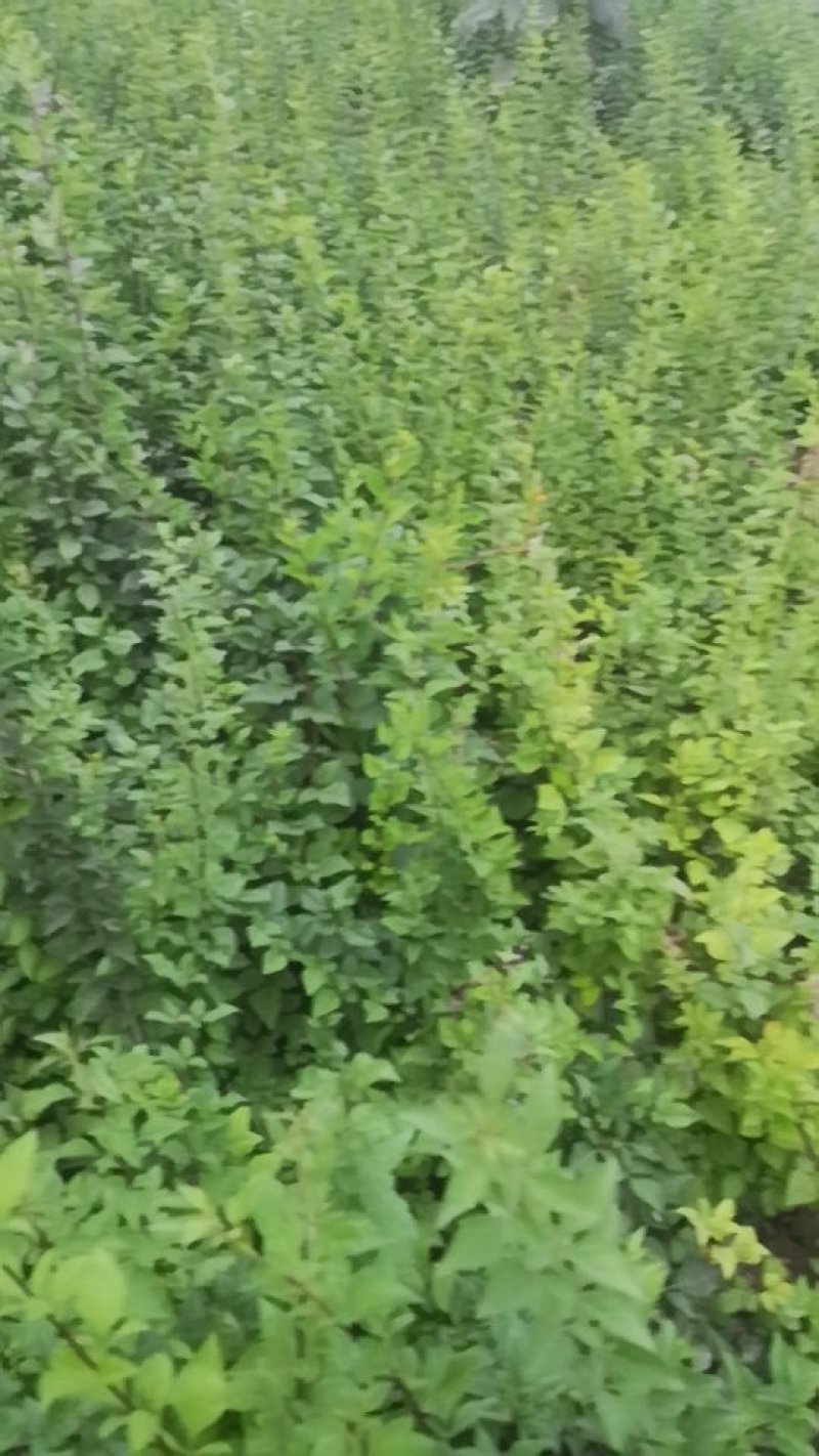 【推荐】连翘苗药用连翘苗耐寒性强1-5年苗裸根土球