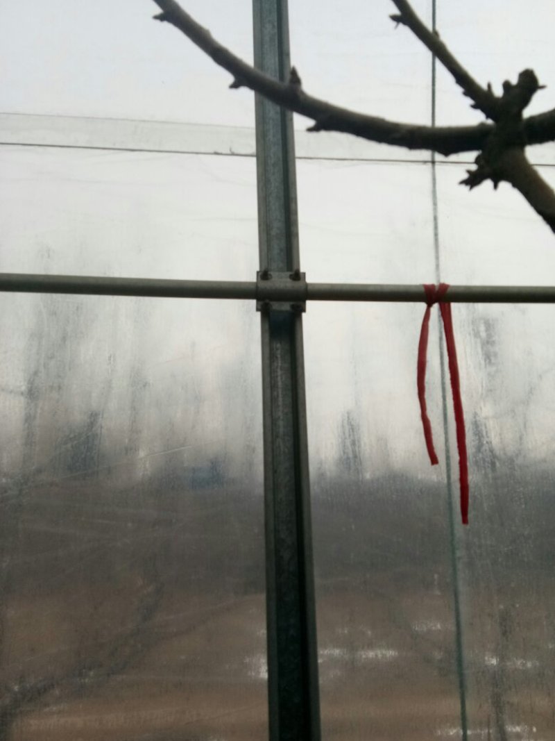 大拱棚，大棚，钢架大棚，大棚厂家，西红柿大棚，花梁温室