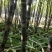 黑皮甘蔗