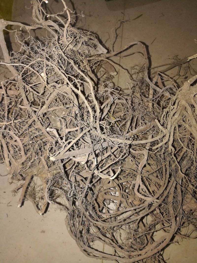 八爪金龙