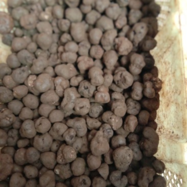 精品块菌，大，中，小都有，批发价。