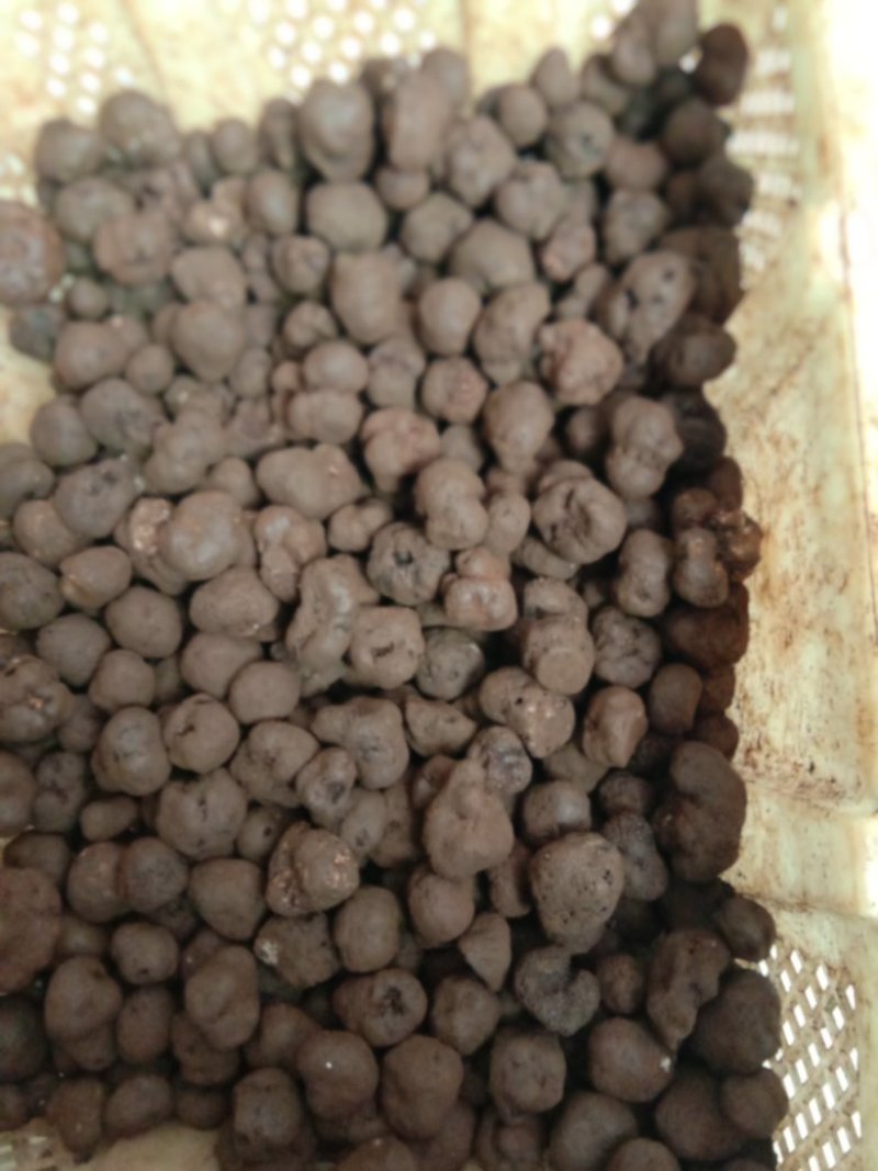 精品块菌，大，中，小都有，批发价。