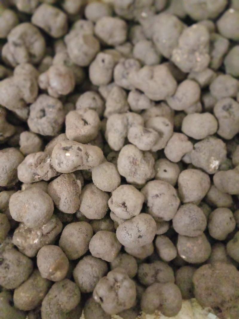 精品块菌，大，中，小都有，批发价。