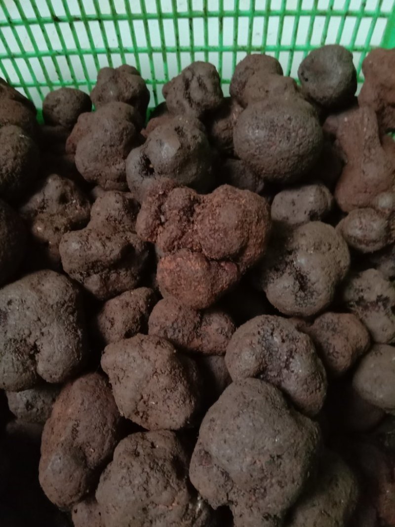 精品块菌，大，中，小都有，批发价。