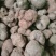 精品块菌，大，中，小都有，批发价。
