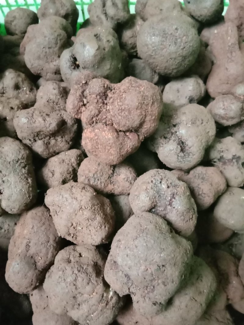 精品块菌，大，中，小都有，批发价。