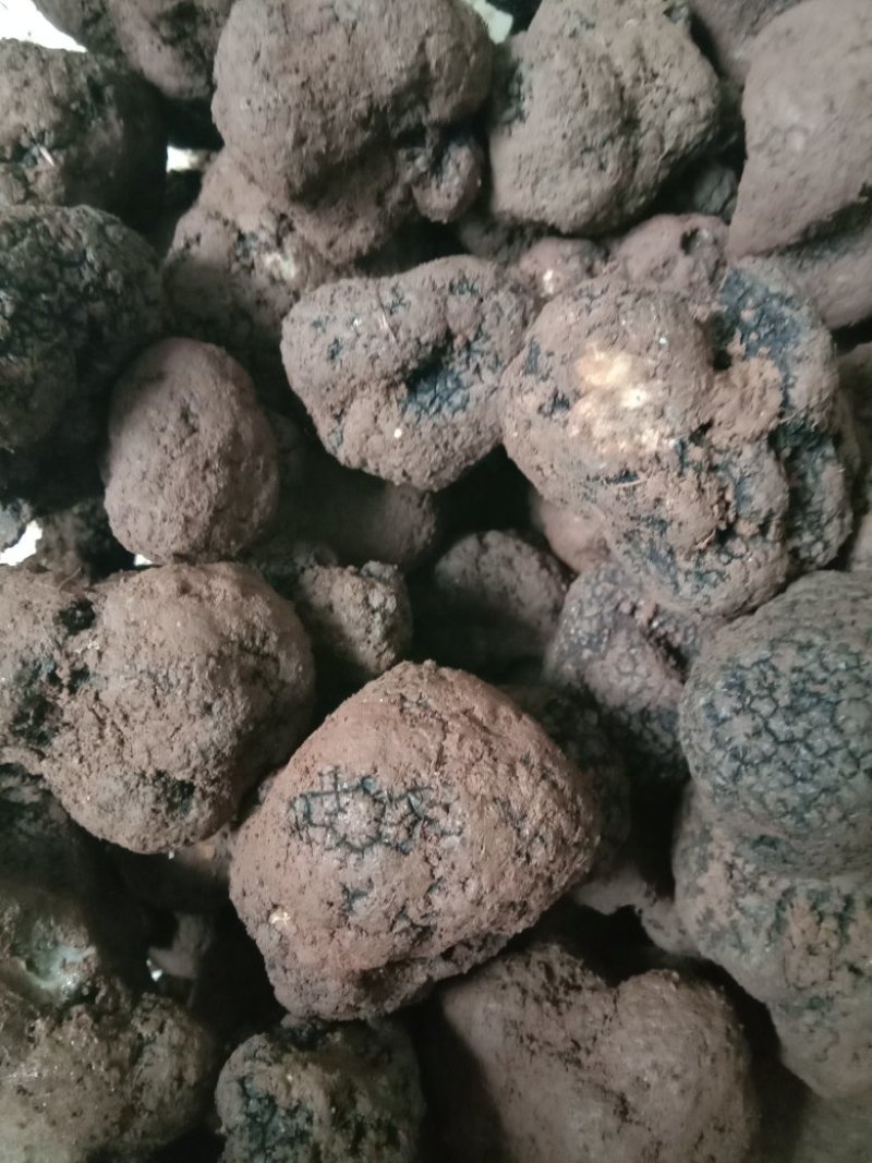 精品块菌，大，中，小都有，批发价。