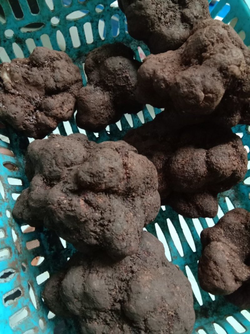 精品块菌，大，中，小都有，批发价。