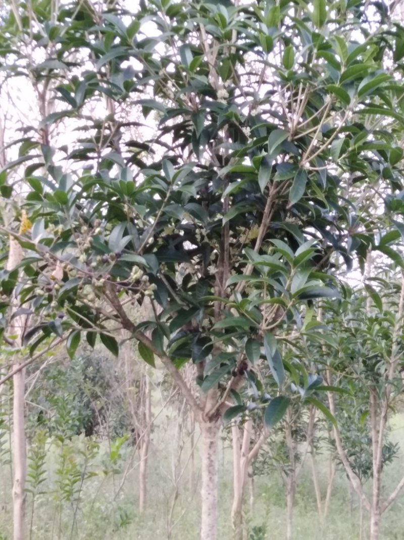 林下养殖基地