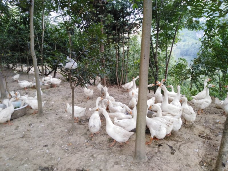 林下养殖基地