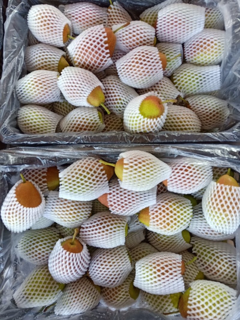 常年供应红香酥梨玉露香梨皇冠梨