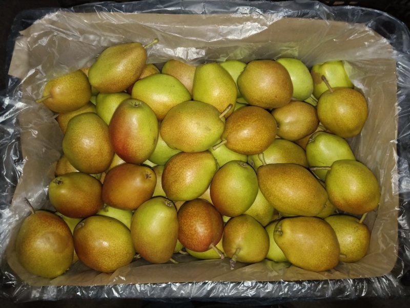 常年供应红香酥梨玉露香梨皇冠梨