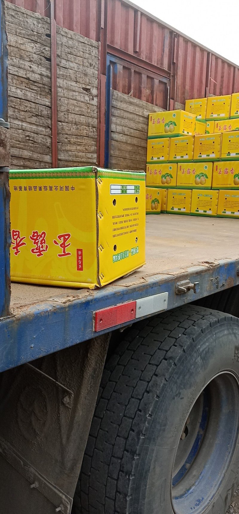 常年供应红香酥梨玉露香梨皇冠梨