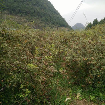 无籽金刺梨，水果金刺梨