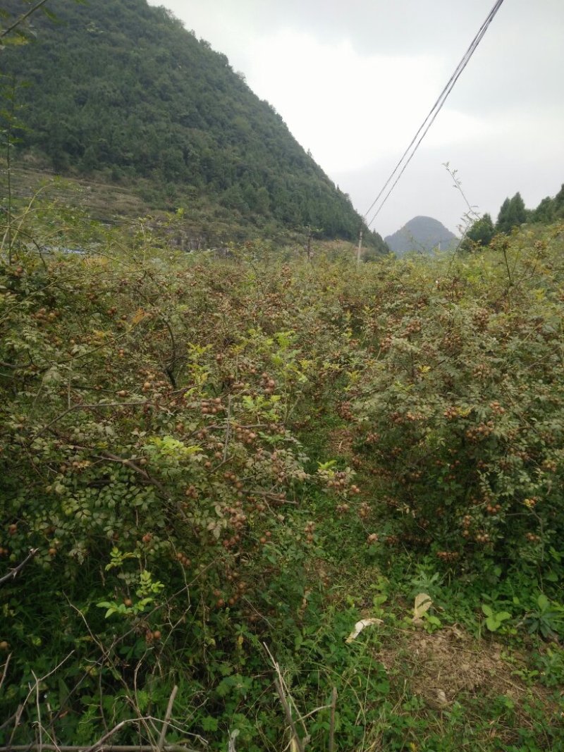 无籽金刺梨，水果金刺梨
