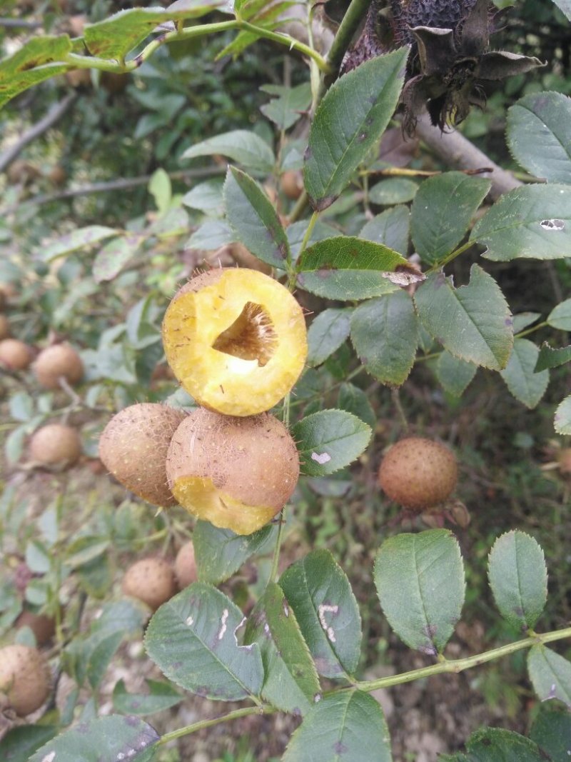 无籽金刺梨，水果金刺梨
