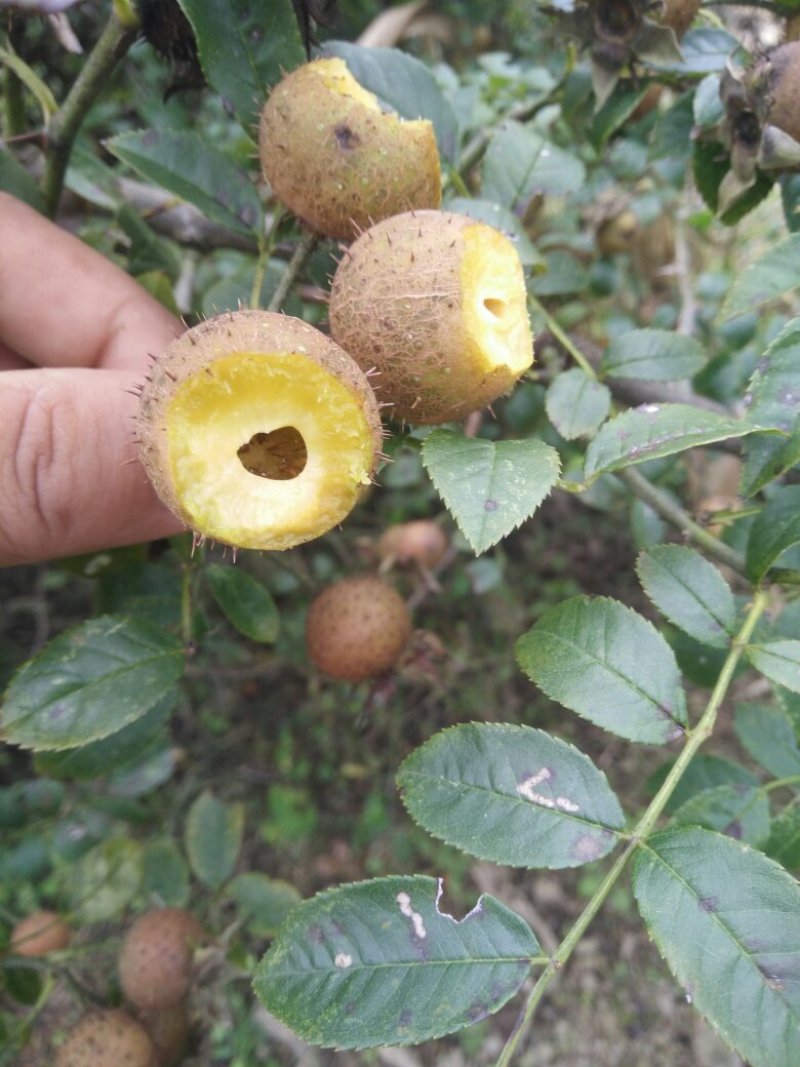 无籽金刺梨，水果金刺梨