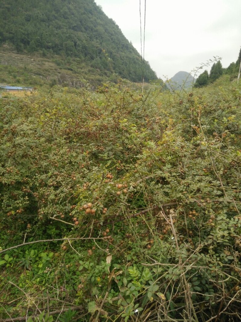 无籽金刺梨，水果金刺梨
