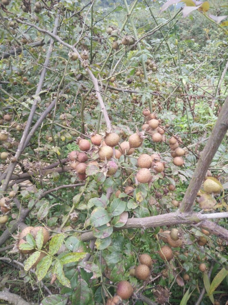 无籽金刺梨，水果金刺梨