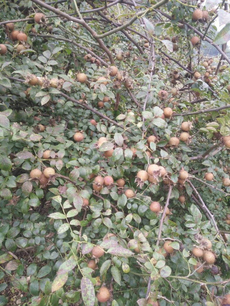无籽金刺梨，水果金刺梨