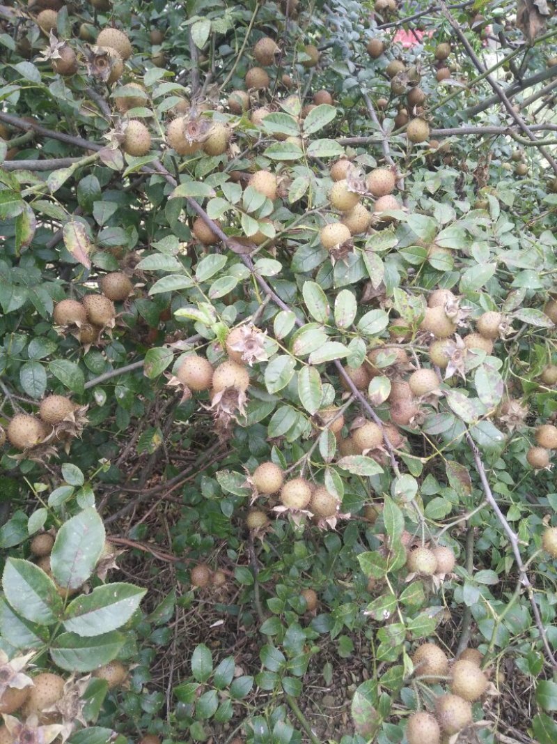 无籽金刺梨，水果金刺梨