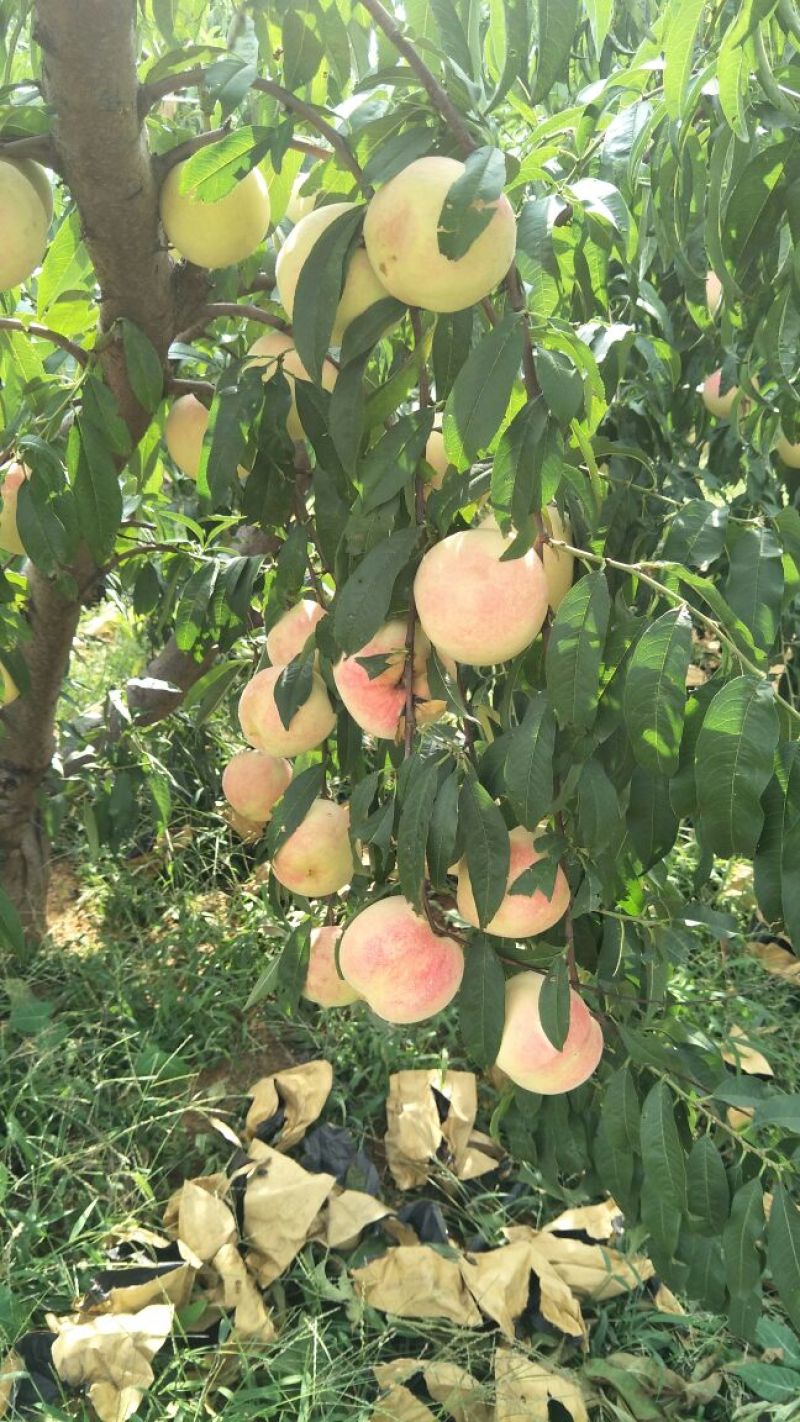 金秋红蜜
