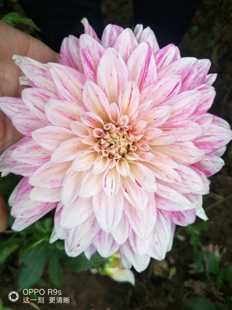 甘肃临洮大丽花，临洮大丽花，甘肃大丽花，大丽花