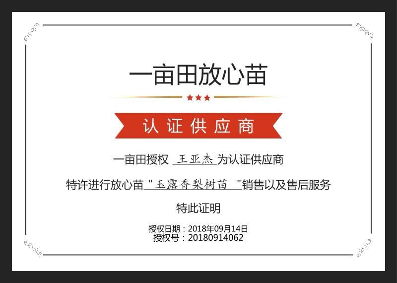 玉露香花根梨树苗品种好果子口感好吃没有渣