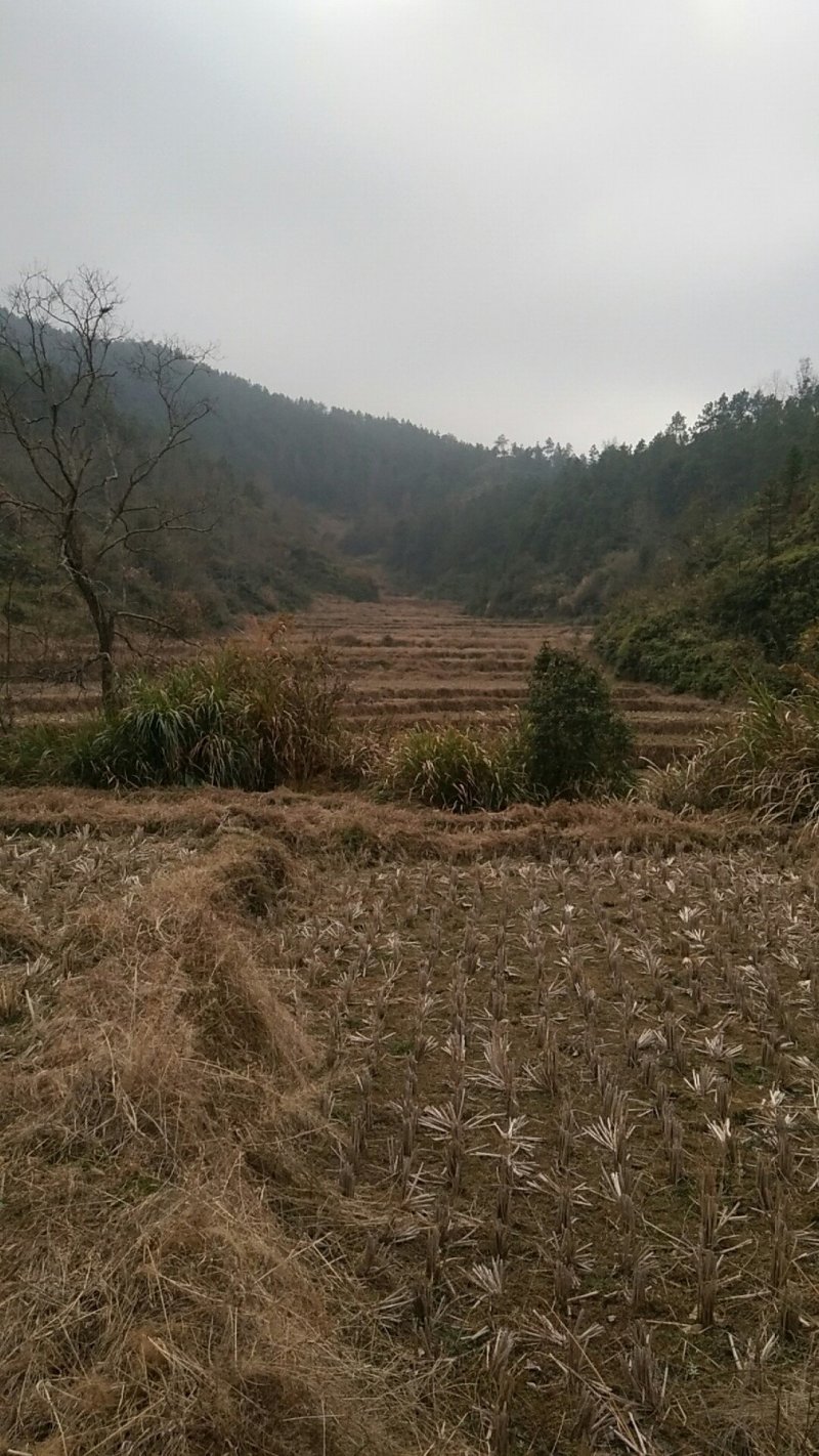 山地，林地，适合养殖，果蔬耕种