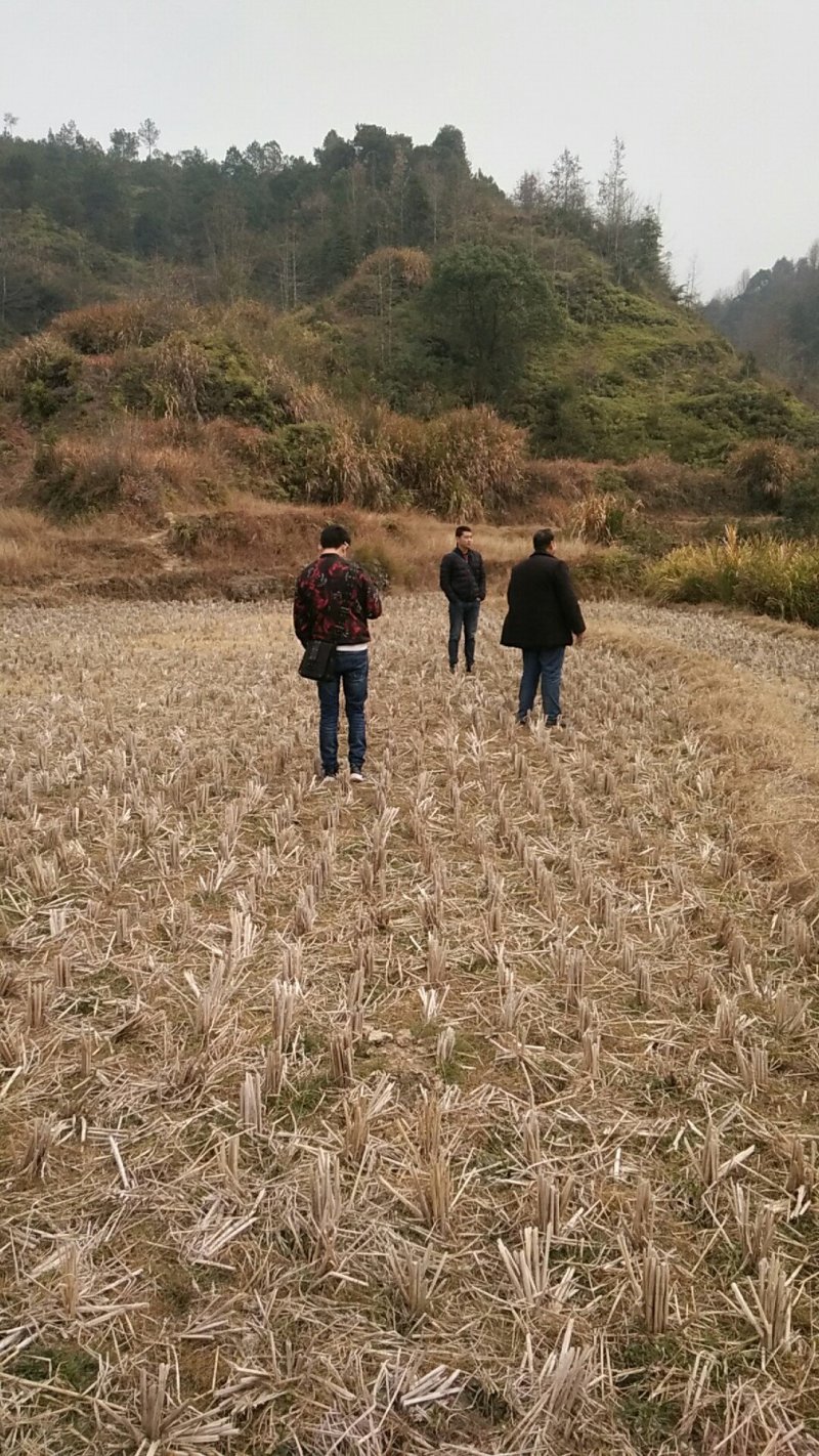 山地，林地，适合养殖，果蔬耕种