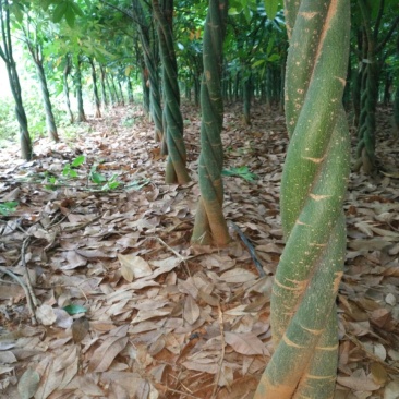 各种规格的发财树