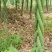 各种规格的发财树