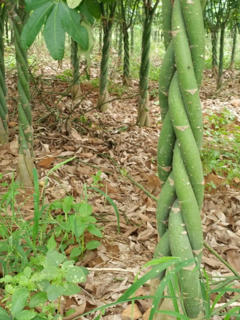 各种规格的发财树