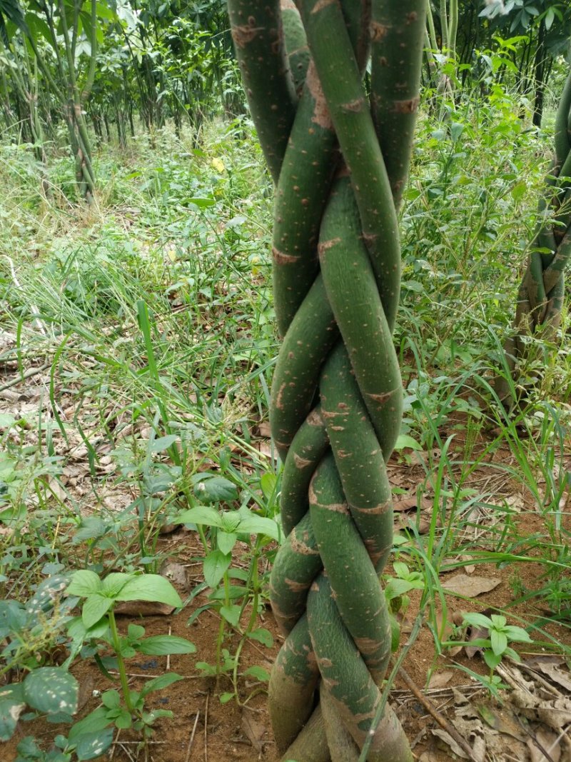 各种规格的发财树