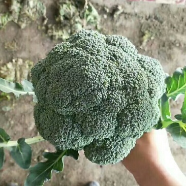 炎秀西兰花