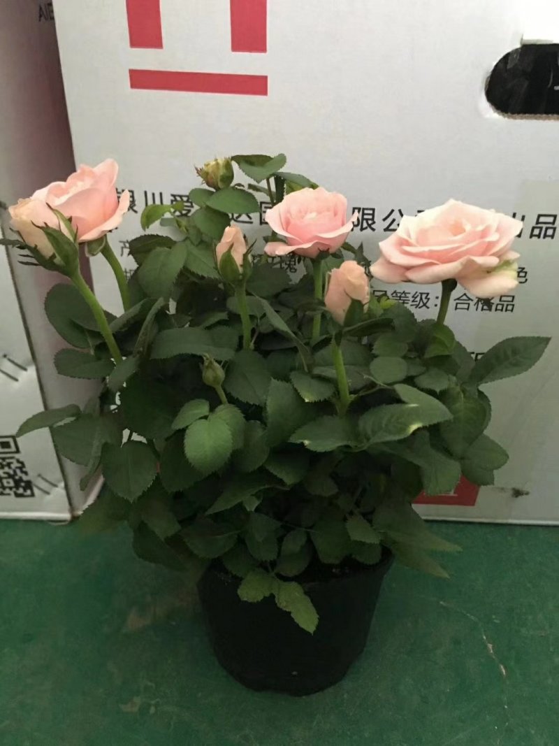 100#和120#玫瑰