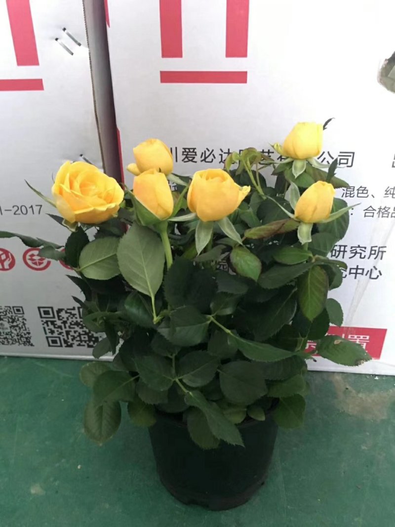 100#和120#玫瑰