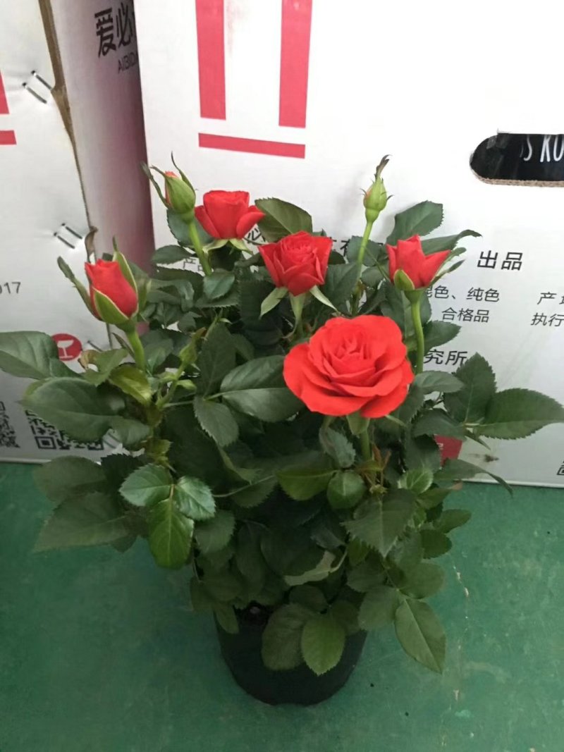 100#和120#玫瑰