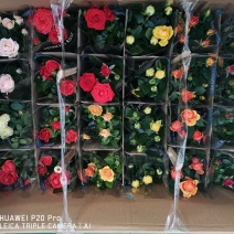 100#和120#玫瑰