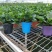 塑料花盆厂家直销低价供应