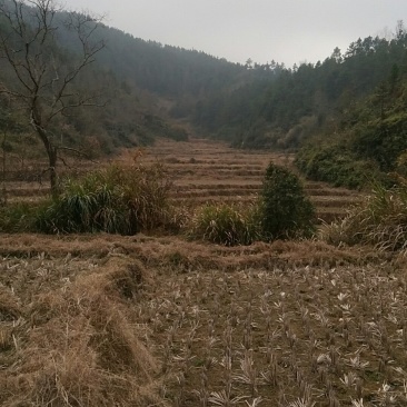荒山
