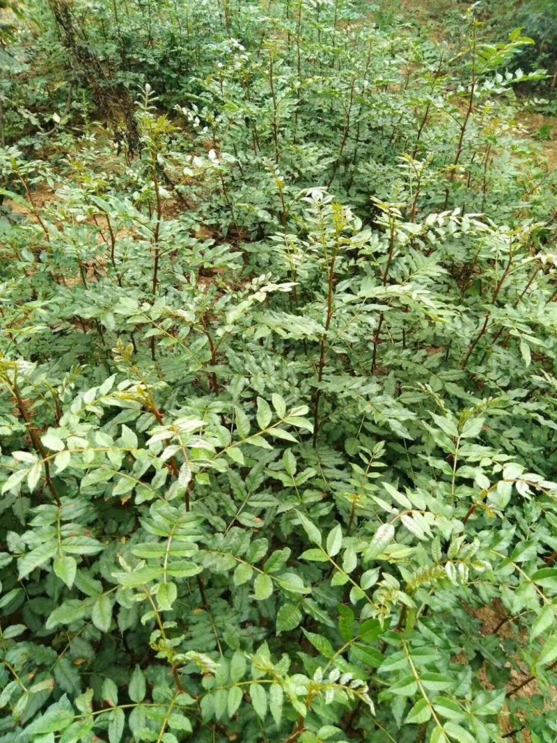 大红袍花椒苗